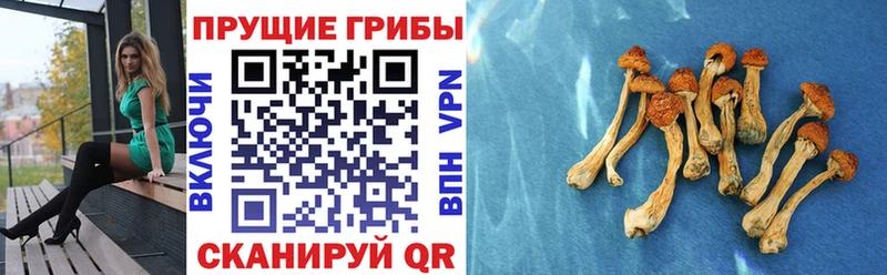 Псилоцибиновые грибы GOLDEN TEACHER  Камешково 
